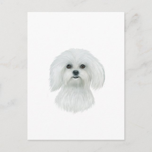 Maltesiskt huvud Porträtt Vykort (Framsida)