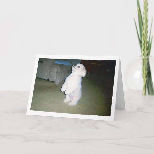 Maltesiskt lyckligt fars dagkort kort (Framsida)