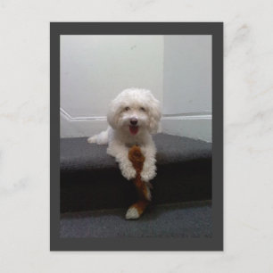 Maltesiskt vykort för Bichon hund