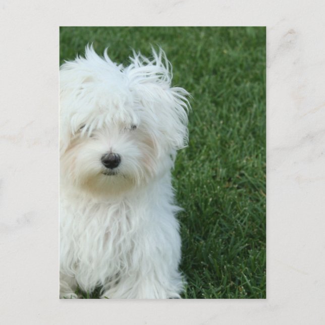 Maltesiskt vykort för Rädding (Framsida)