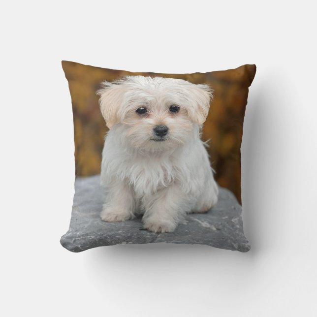 Maltesiskt White Puppy Photo Kudde (Framsida)