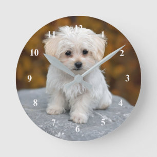 Maltesiskt White Puppy Photo Rund Klocka