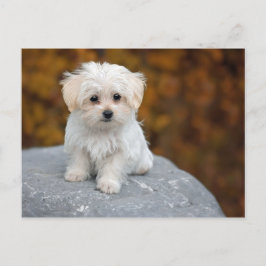 Maltesiskt White Puppy Photo Vykort