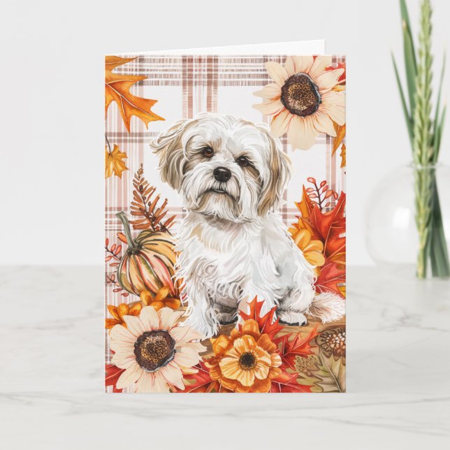 Malti Tzu Hund Höst Tacksägelse Kort (Framsida)