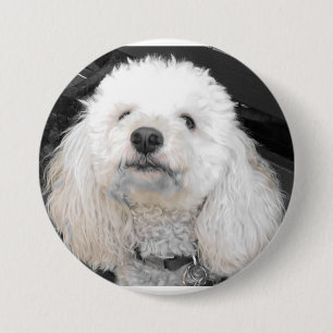 MaltiPoo-hund-knappar Knapp