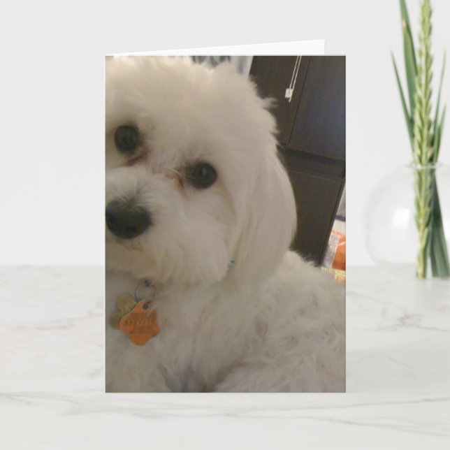 Maltipoo kort (Framsida)