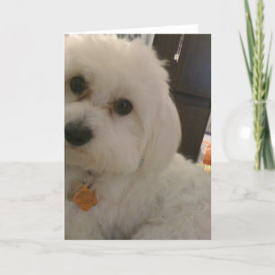 Maltipoo kort