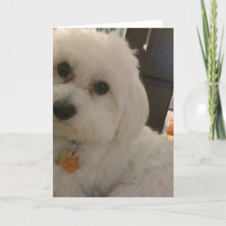 Maltipoo kort