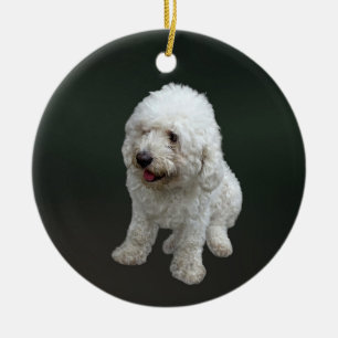 Maltipoo Puppy Julgransprydnad Keramik