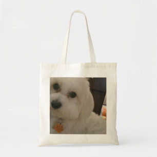 Maltipoo toto tygkasse