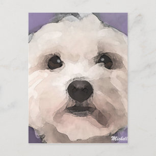 Maltipoo Vykort