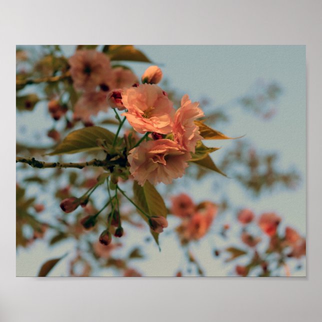 Malus Brandywine Crabapple Träd Vår Rosa Bloom Poster (Framsidan)