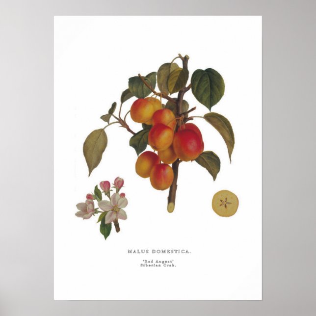 Malus domestica poster (Framsidan)