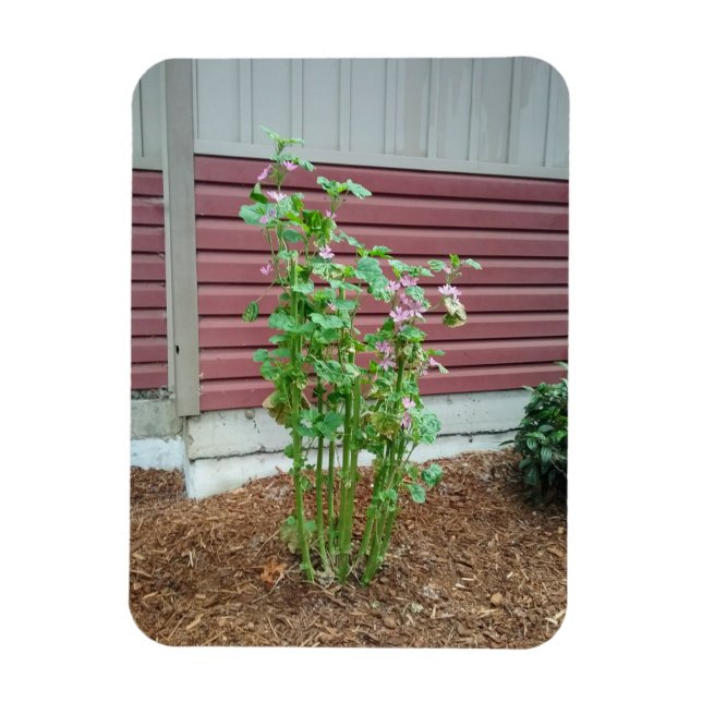 Malva Magnet (Vertikal)