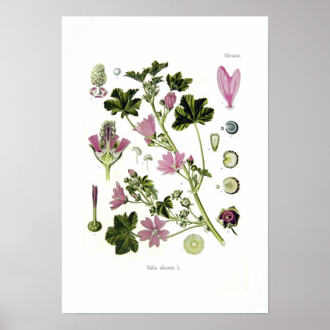 Malva silvestris poster (Framsidan)