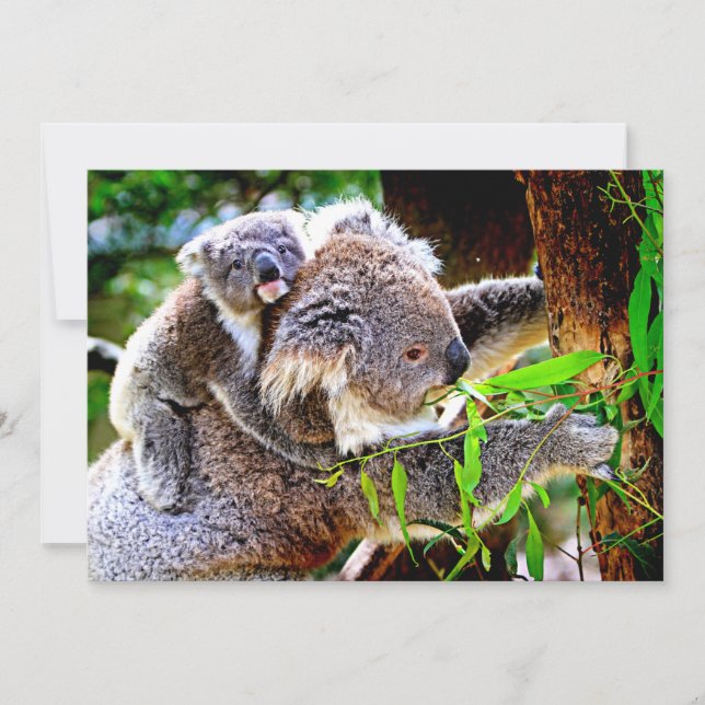 Mama Koala och Baby Joey i ett träd (Framsida)