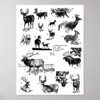 MAMALS POSTER