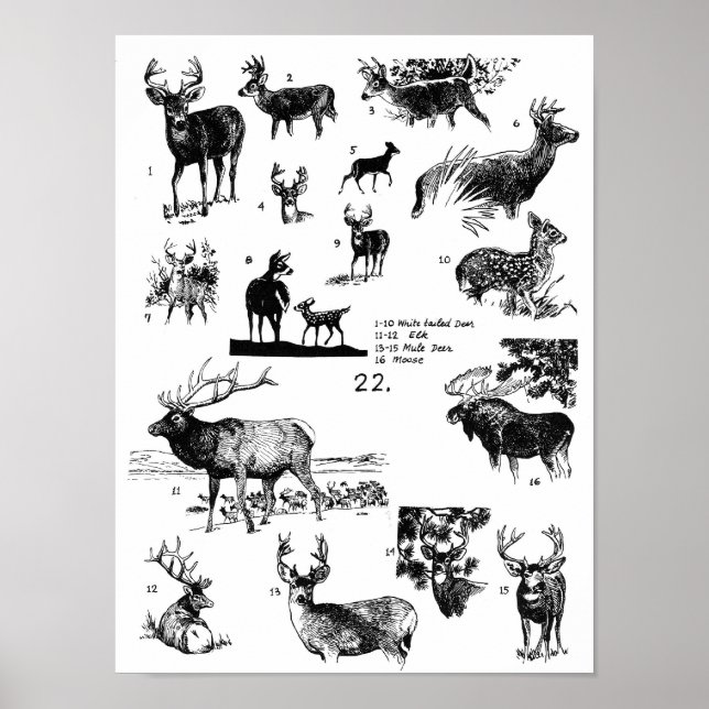 MAMALS POSTER (Framsidan)