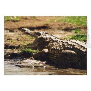 Mamba (krokodil) hälsningskort