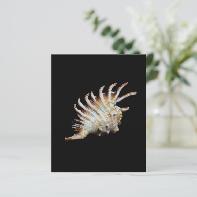 Mambeda Lambis Snäcka Spider (Stående Fram)