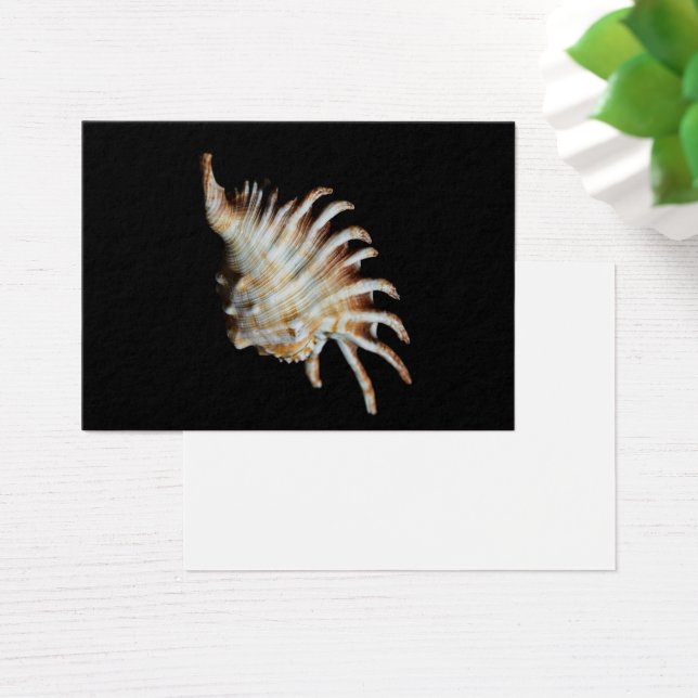 Mambeda Lambis Snäcka Spider Visitkort (Skivbord)