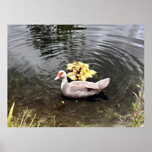 Mamma Anka Ducklings Nature Photography Poster