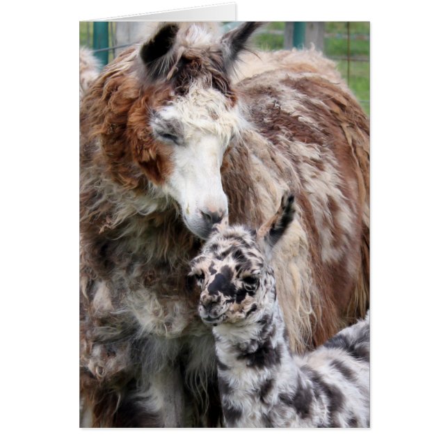 Mamma & Baby Llama Kiss Hälsningskort (Framsidan)