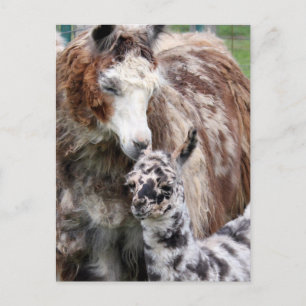 Mamma & Baby Llama Kiss Vykort
