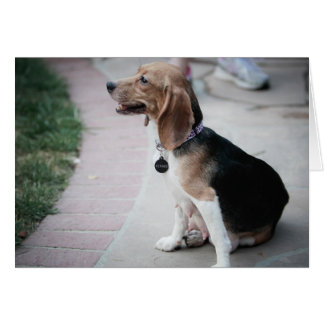 Mamma Beagle Hälsningskort