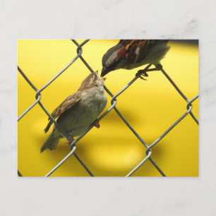 Mamma Bird som matar Baby Naturfoto Vykort