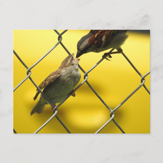 Mamma Bird som matar Baby | Naturfoto Vykort (Framsida)