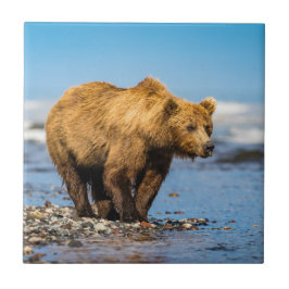 Mamma björn tittar på hennes två barn kakelplatta