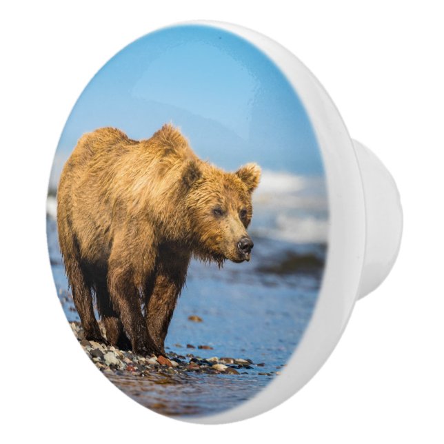 Mamma björn tittar på hennes två barn knopp (Höger)