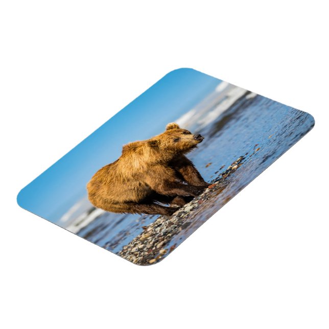 Mamma björn tittar på hennes två barn magnet (Vänstra Sidan)