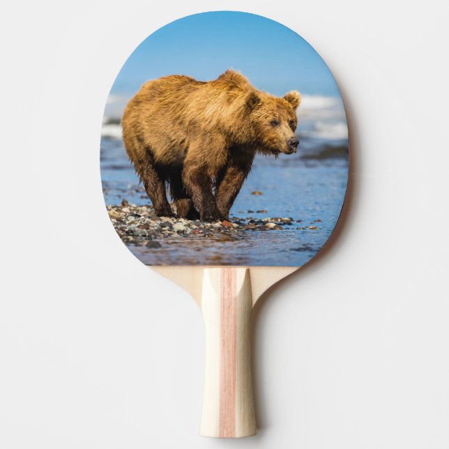 Mamma björn tittar på hennes två barn pingisracket (Framsidan)