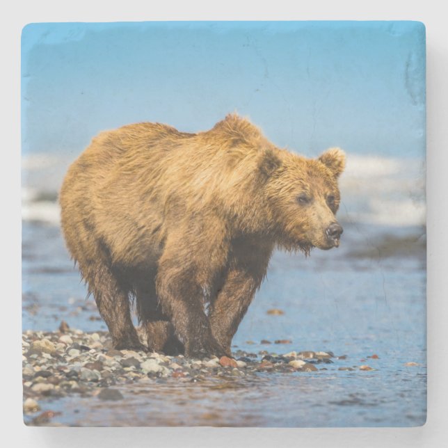 Mamma björn tittar på hennes två barn stenunderlägg (Framsidan)