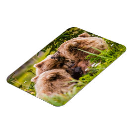 Mamma björn vårdar henne två unge, Sjö Clark Natio Magnet