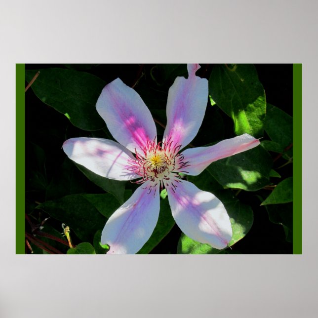 Mamma Blomsterträdgård Poster (Framsidan)