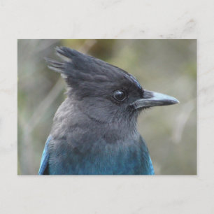 Mamma Blue-vykort Vykort