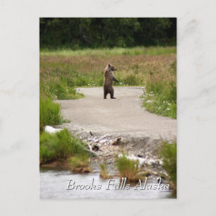 Mamma!! Brooks Falls Alaska Vykort