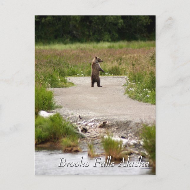 Mamma!!  Brooks Falls Alaska  Vykort (Framsida)