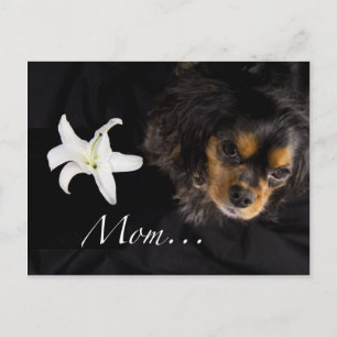 Mamma…Cavalier King Charles Spaniel Vykort