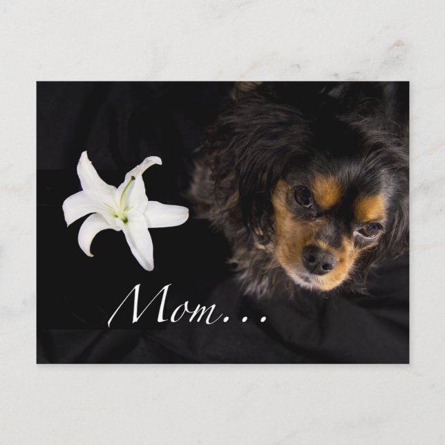 Mamma...Cavalier Kung Charles Spanska Vykort (Framsida)