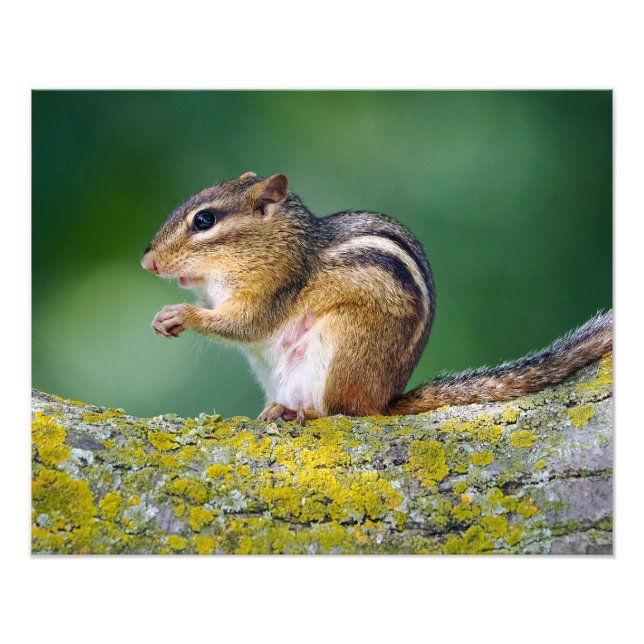 Mamma Chipmunk Fototryck (Framsidan)