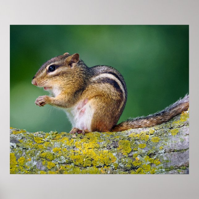 Mamma Chipmunk Poster (Framsidan)