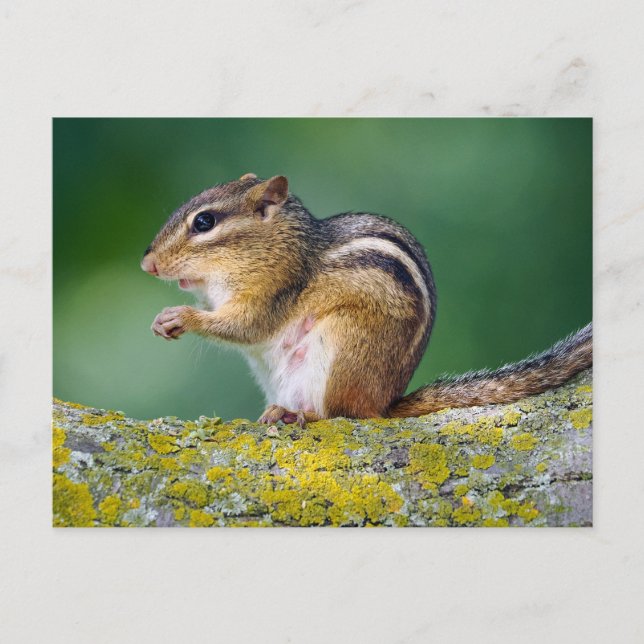 Mamma Chipmunk Vykort (Framsida)