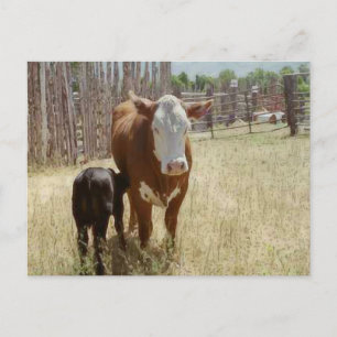 Mamma Cow and Calf Vykort