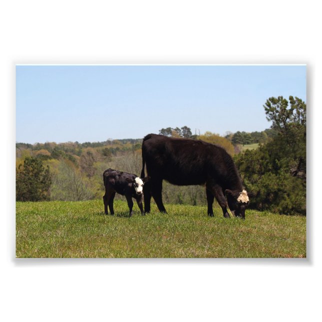 Mamma Cow och Calf i Texas Fototryck (Framsidan)