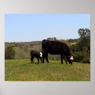 Mamma Cow och Calf i Texas Pasture Poster