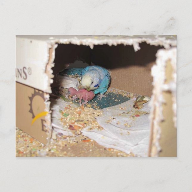 Mamma Dexter och Baby Rufus Vykort (Framsida)